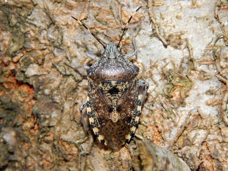 Rhaphigaster nebulosa? No , Halyomorpha halys